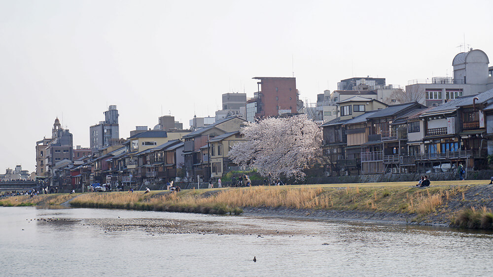 京都鴨川賞櫻，主角還是鴨川。