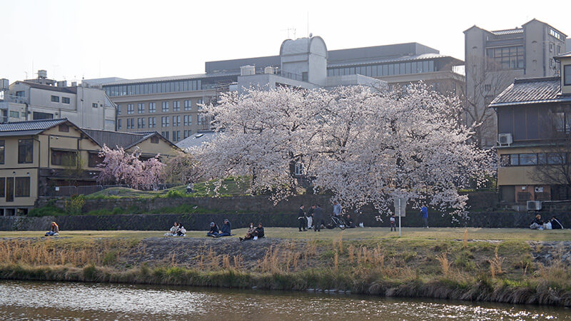 走在花之迴廊側的鴨川，看著對岸櫻花。