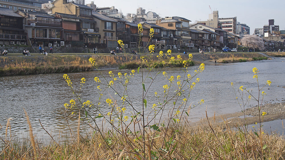 鴨川旁邊的小黃花，好可愛。
