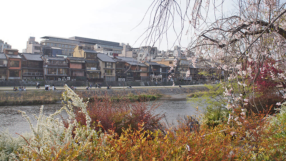 京都鴨川花之迴廊，祇園白川筋巷口對面，推薦順遊。