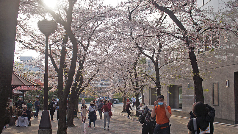 祇園白川筋巷口櫻花，對街就是鴨川「花之迴廊」一帶。