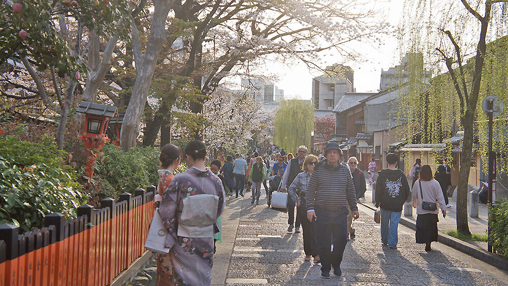 美麗的祇園白川巷弄，柳樹櫻花，滿滿的觀光客。