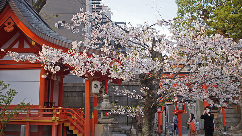 神社內的櫻花，讓微貓眼睛為之一亮。