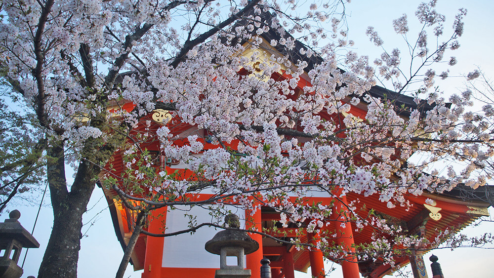 清水寺傍晚櫻花特別美呢！