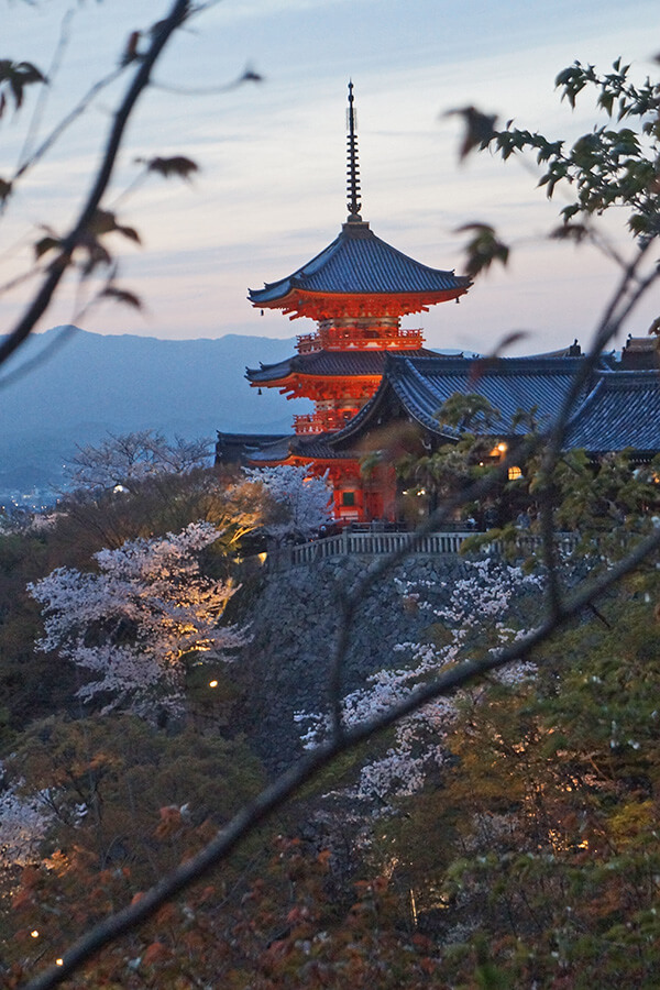 傍晚的櫻花清水寺。