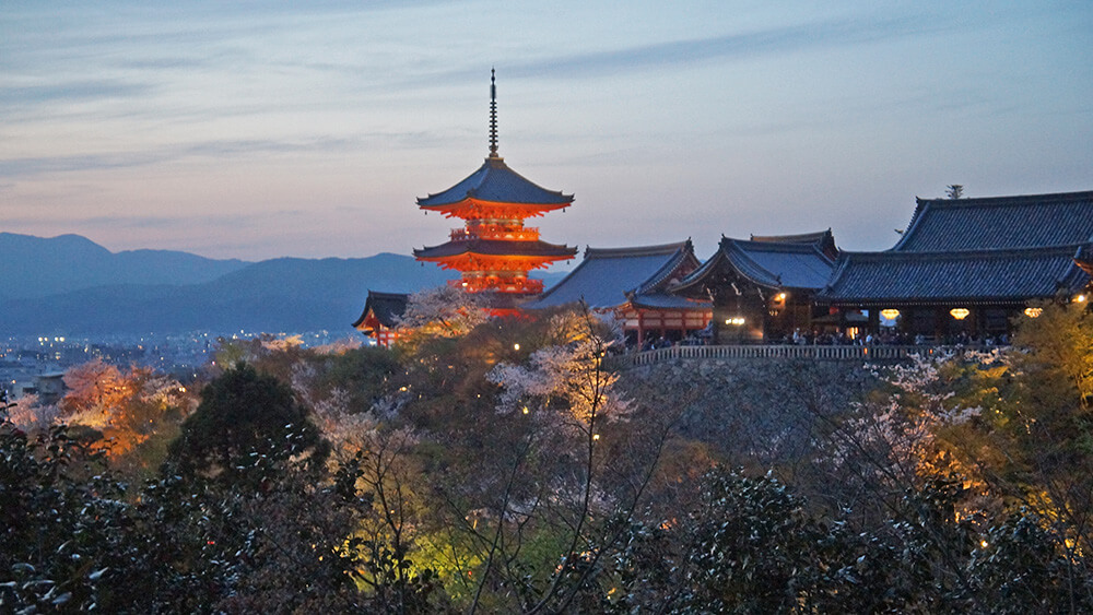 京都清水寺夜櫻，夜間參拜，傍晚人超多！