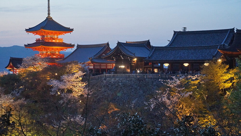 傍晚清水寺櫻花，夜間參拜才能拍到的美景，期間限定。
