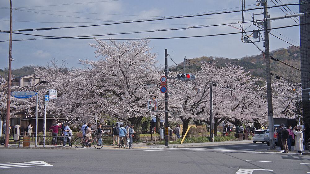 一下公車就看見滿滿的櫻花了！哲學之道就在眼前。