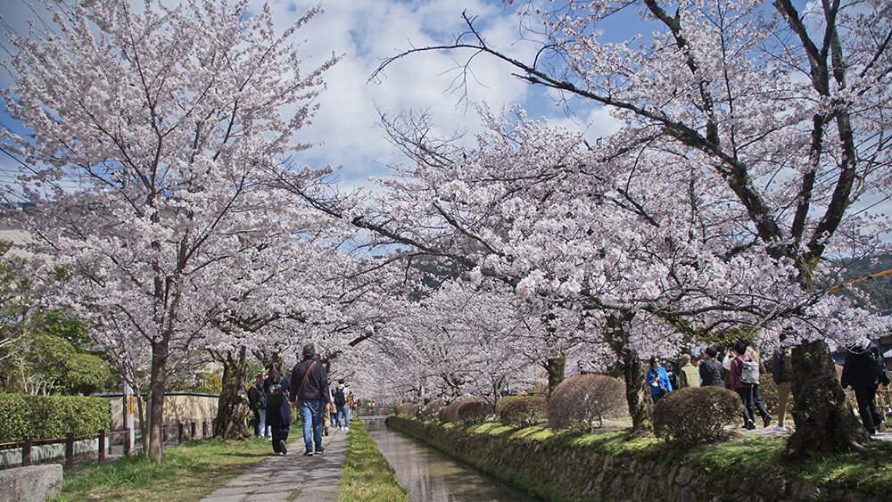 京都哲學之道，陽光超好，走起來很舒服。