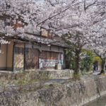 京都哲學之道，2公里文青賞櫻步道，別緻不膩。