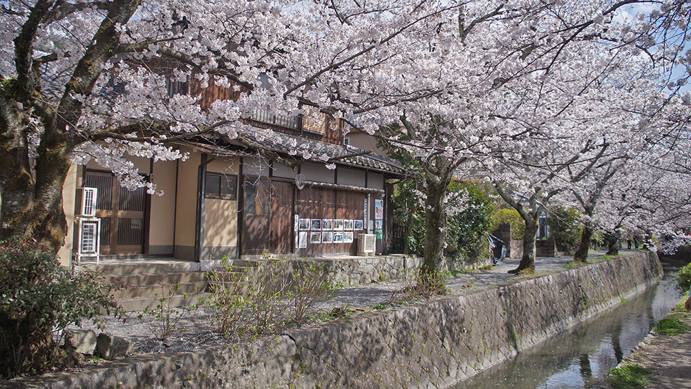 京都哲學之道，2公里文青賞櫻步道，別緻不膩。