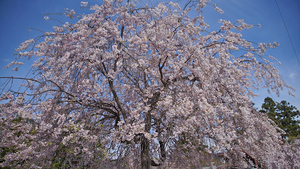 奈良氷室神社周圍櫻花。
