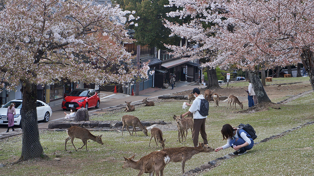 奈良若草山麓北口，溫馴的鹿群，低矮的櫻花，合照容易。