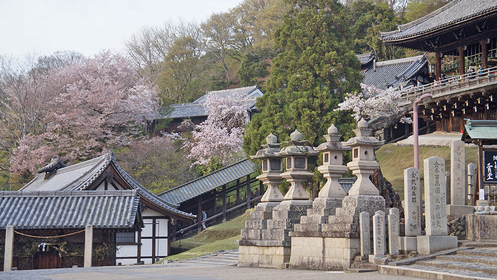 奈良東大寺二月堂，櫻花紛飛。