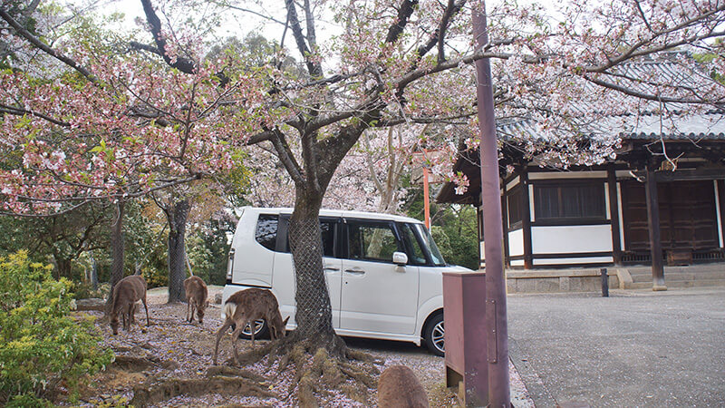 櫻樹下小鹿吃花瓣。