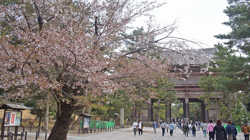 東大寺西大門，長葉的櫻樹。