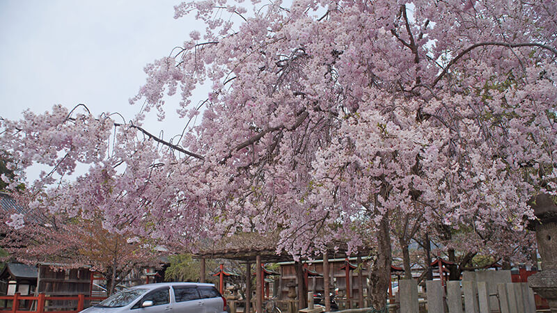 神社櫻花，此處也是停車場。
